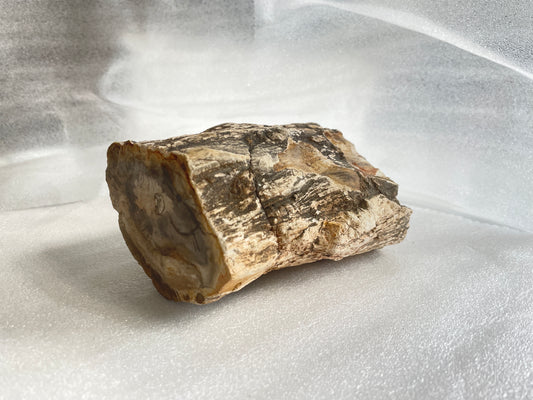 Petrifried Wood