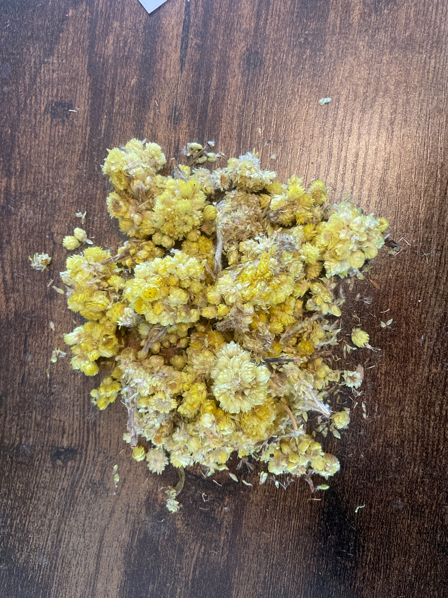 Helichrysum