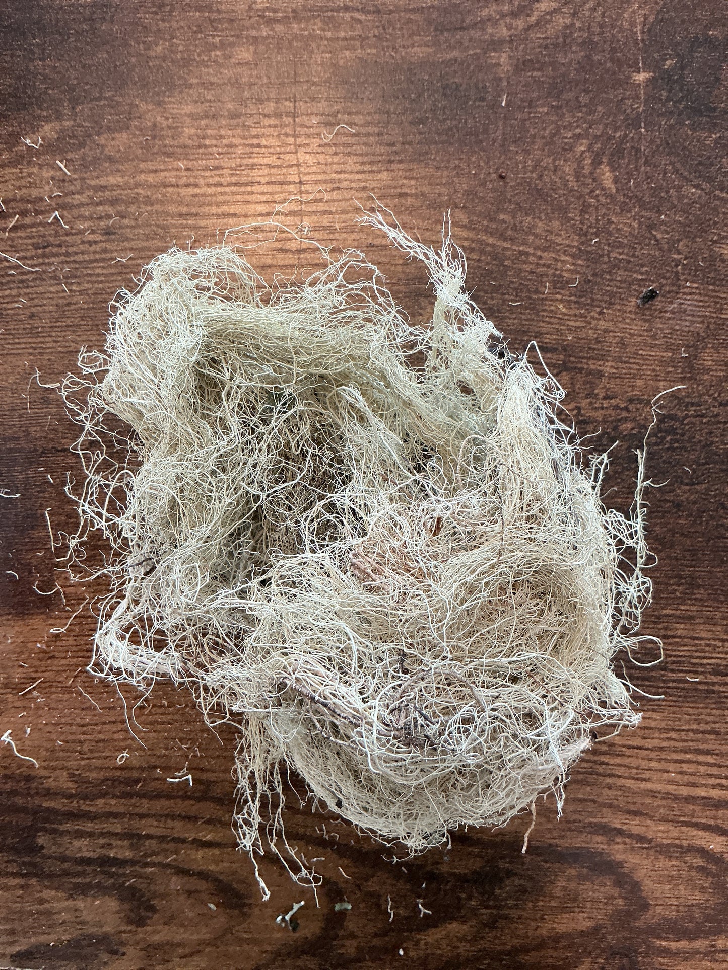 Usnea